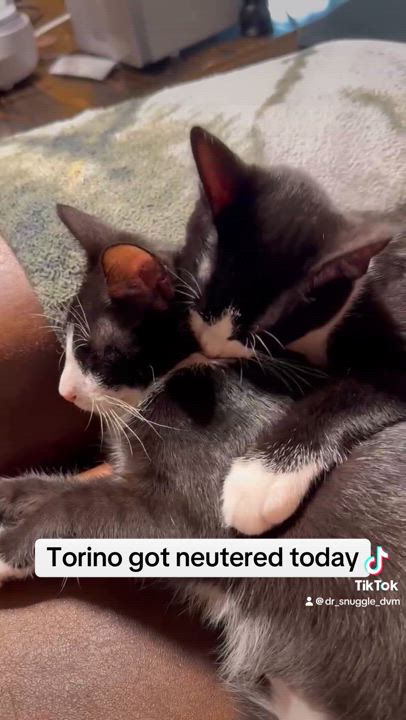 Enlarge Torino, a Adoptable Domestic Short Hair in Suffolk, VA video 6/6