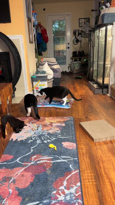 Enlarge Torino, a Adoptable Domestic Short Hair in Suffolk, VA video 2/6