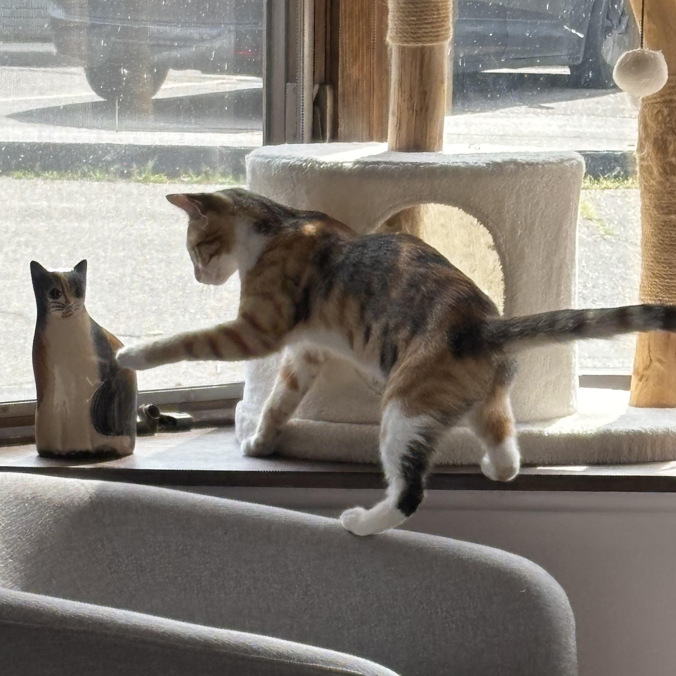 Enlarge Cortina, a Adoptable Domestic Short Hair in Grosse Ile, MI image 2/2