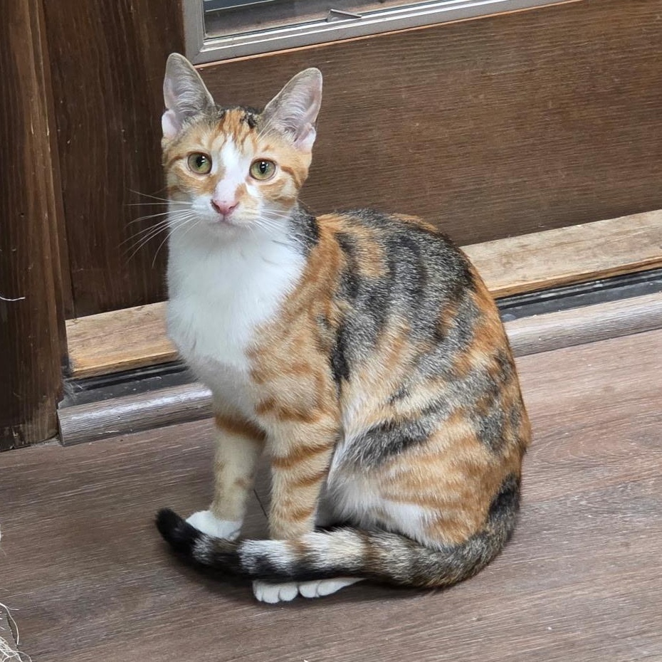 Cortina, Adoptable, Young Female Domestic Short Hair.