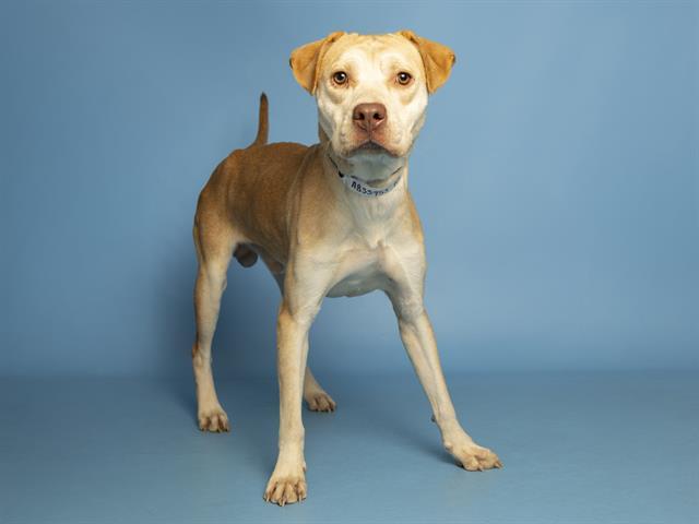 MARCUS, Adoptable, Young Male Labrador Retriever & Mixed Breed.