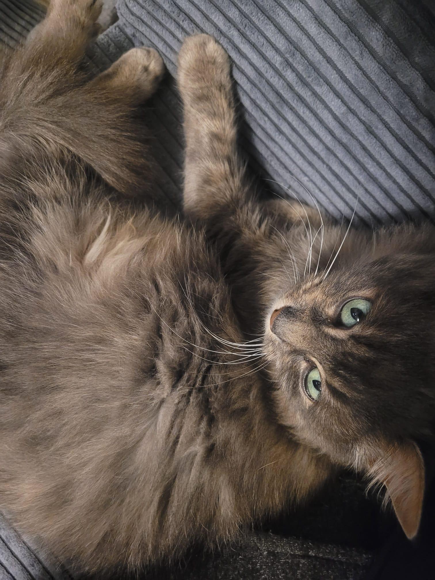 Enlarge Gemini, a ADOPTABLE Domestic Long Hair in London, ON image 3/4