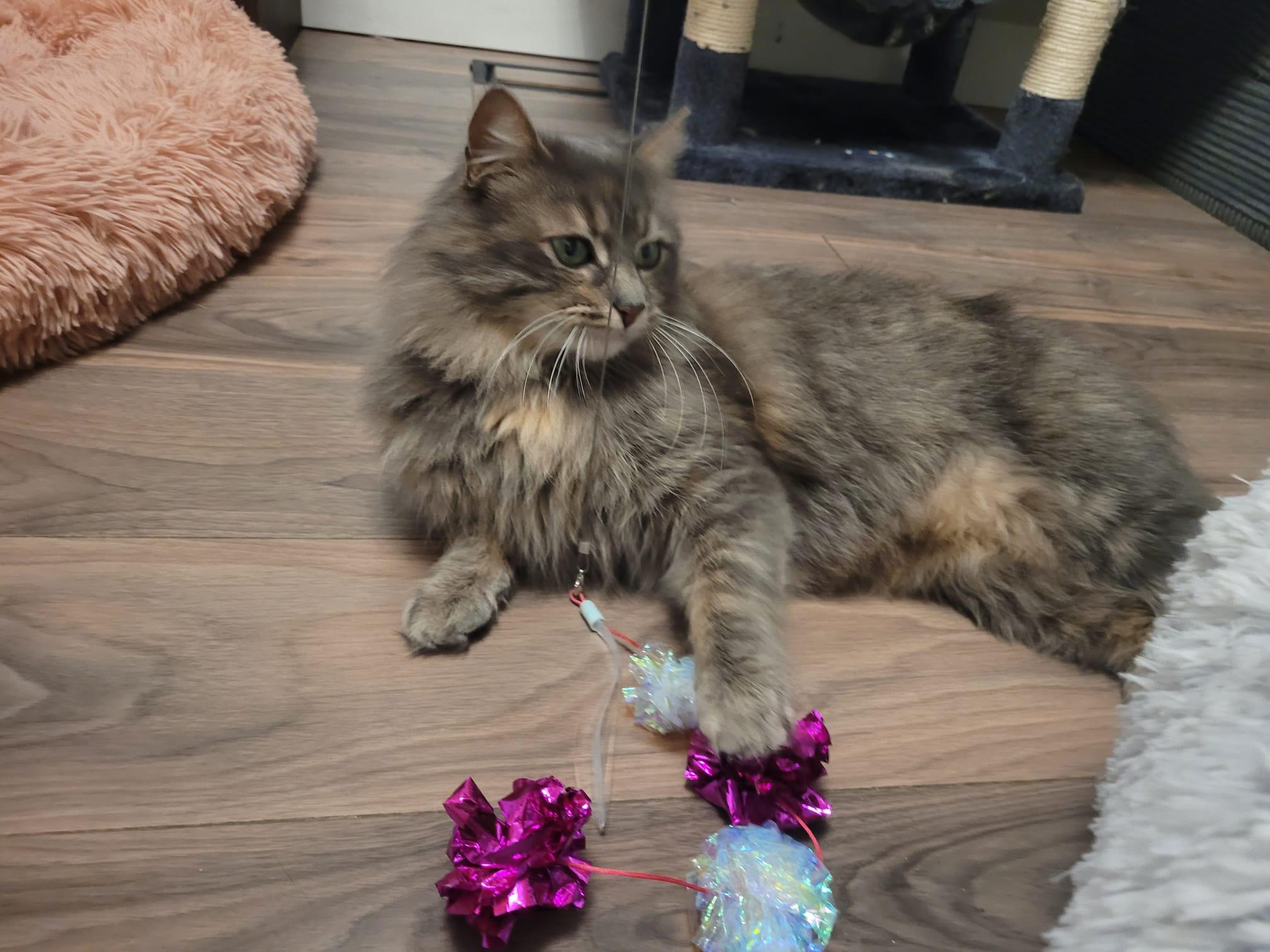 Enlarge Gemini, a ADOPTABLE Domestic Long Hair in London, ON image 4/4