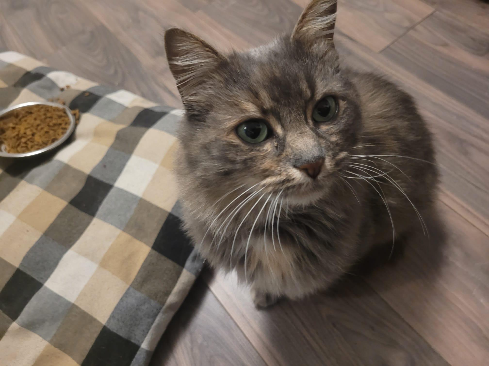 Enlarge Gemini, a ADOPTABLE Domestic Long Hair in London, ON image 1/4