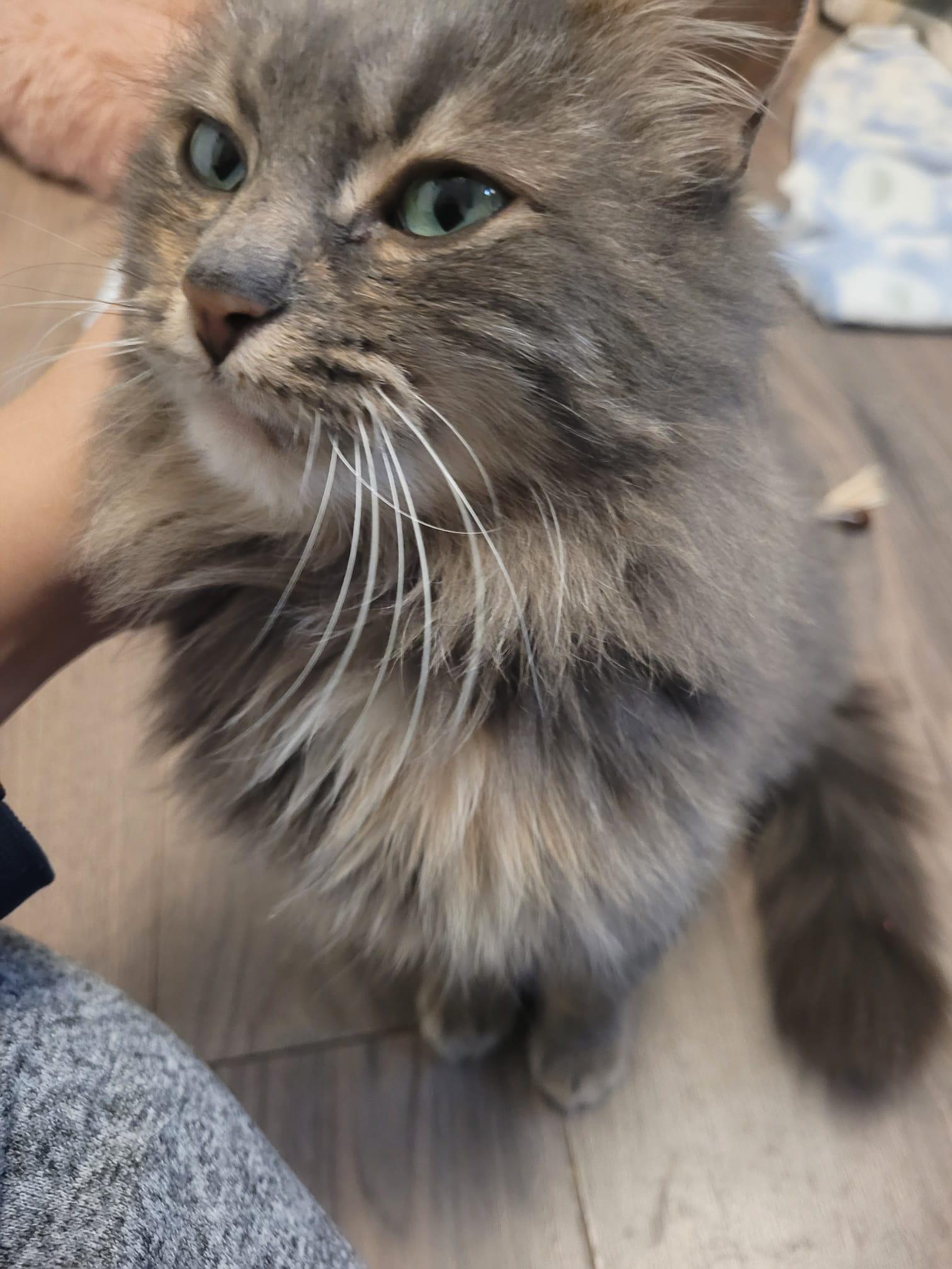 Enlarge Gemini, a ADOPTABLE Domestic Long Hair in London, ON image 2/4