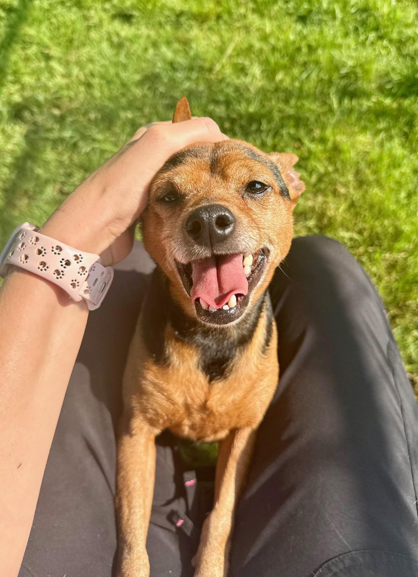 Enlarge Chip, a Adopted Miniature Pinscher in Vienna, OH image 1/1