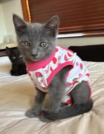 Wiya, adopted, Kitten Female Russian Blue.