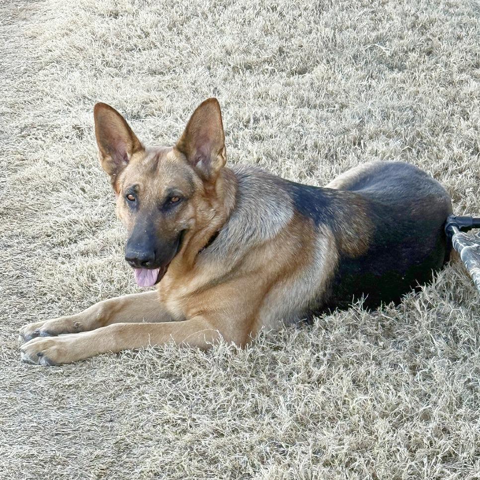 Courage, Adoptable, Adult Male German Shepherd Dog.