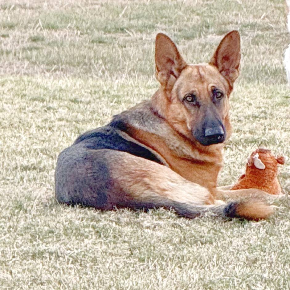Enlarge Courage, a Adoptable German Shepherd Dog in Flower Mound, TX image 2/5