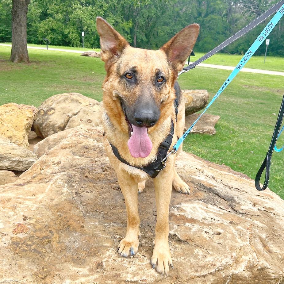 Enlarge Courage, a Adoptable German Shepherd Dog in Flower Mound, TX image 1/6