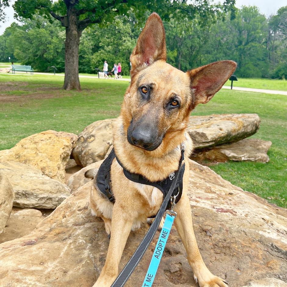 Enlarge Courage, a Adoptable German Shepherd Dog in Flower Mound, TX image 2/6