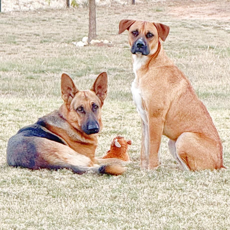 Enlarge Courage, a Adoptable German Shepherd Dog in Flower Mound, TX image 3/5