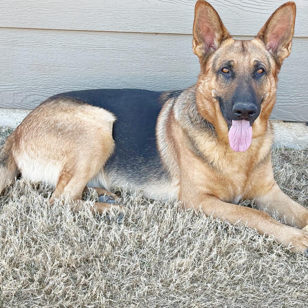 Enlarge Courage, a Adoptable German Shepherd Dog in Flower Mound, TX image 4/5