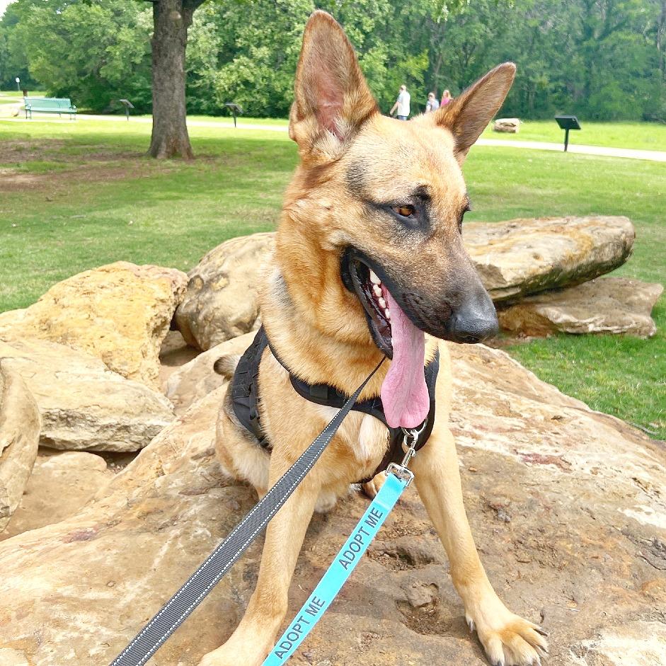 Enlarge Courage, a Adoptable German Shepherd Dog in Flower Mound, TX image 4/6
