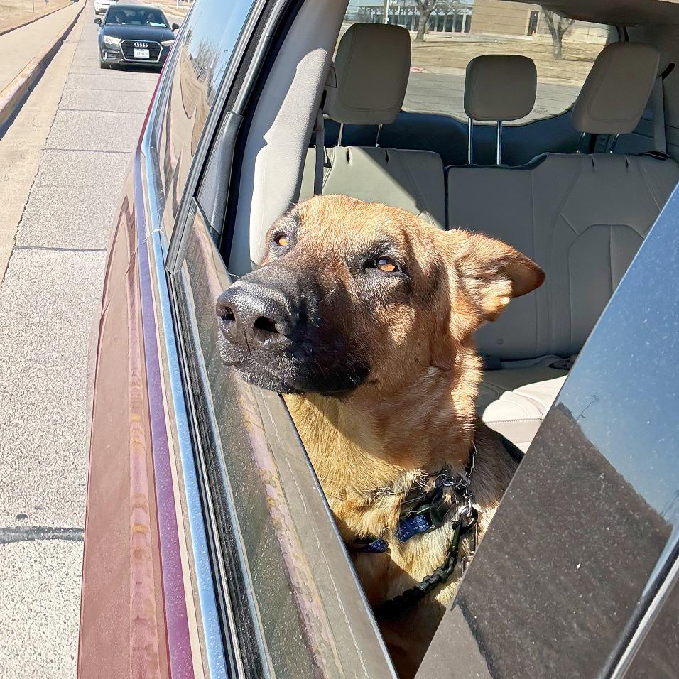 Enlarge Courage, a Adoptable German Shepherd Dog in Flower Mound, TX image 5/5