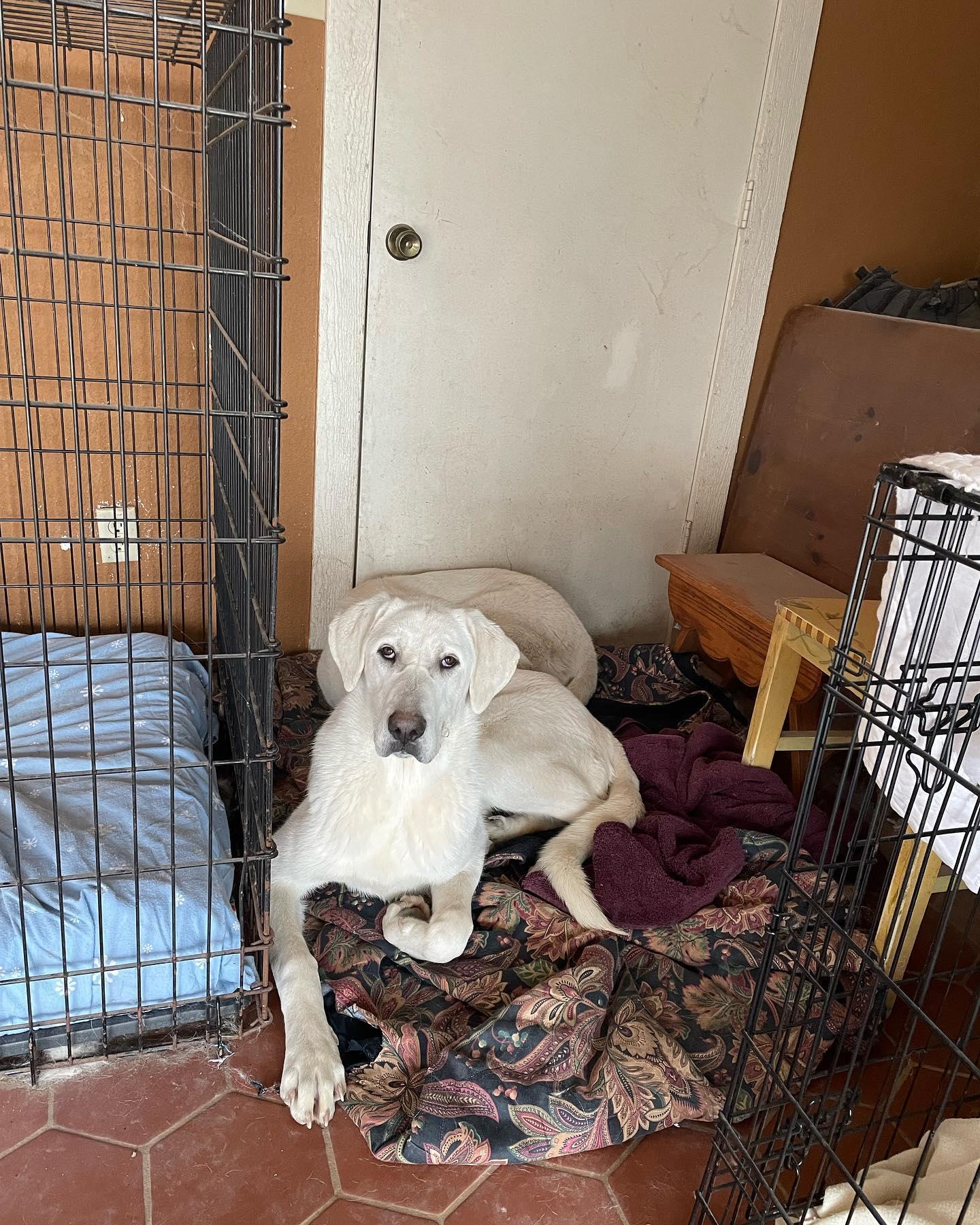 Enlarge Brigitta, a Adoptable Akbash in Whitewright, TX image 1/3