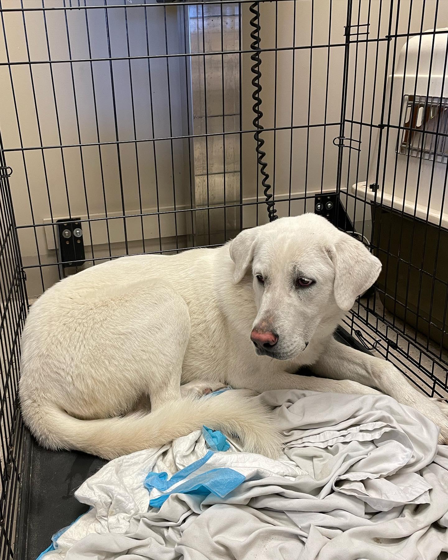 Enlarge Brigitta, a Adoptable Akbash in Whitewright, TX image 2/3