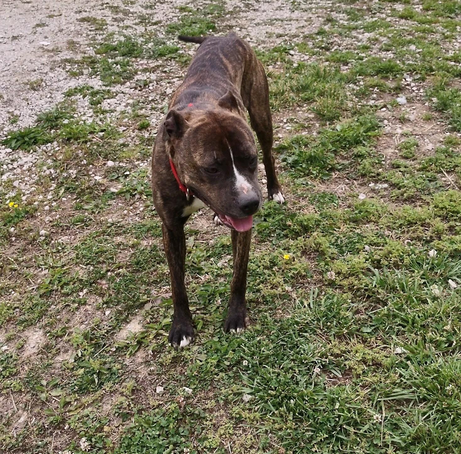Maxine, an adopted mixed breed in Clay City, KY image 1/5
