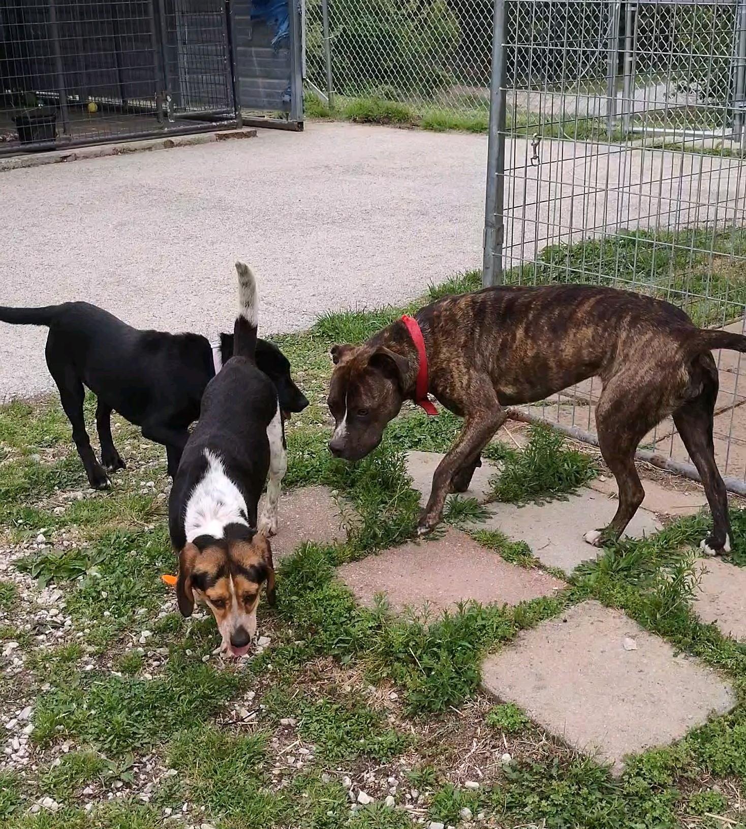 Maxine, an adopted mixed breed in Clay City, KY image 2/5
