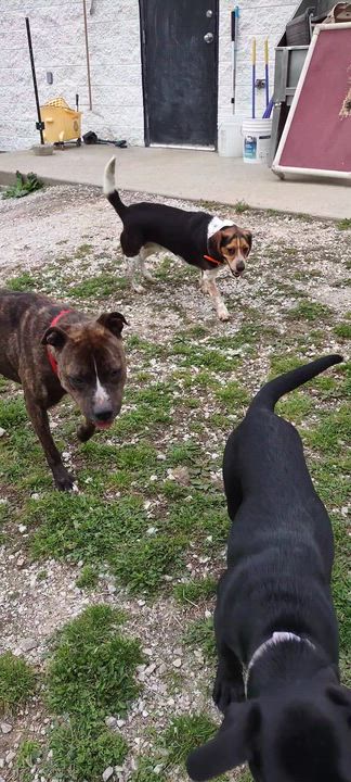 Enlarge Maxine, an adopted mixed breed in Clay City, KY video 5/5