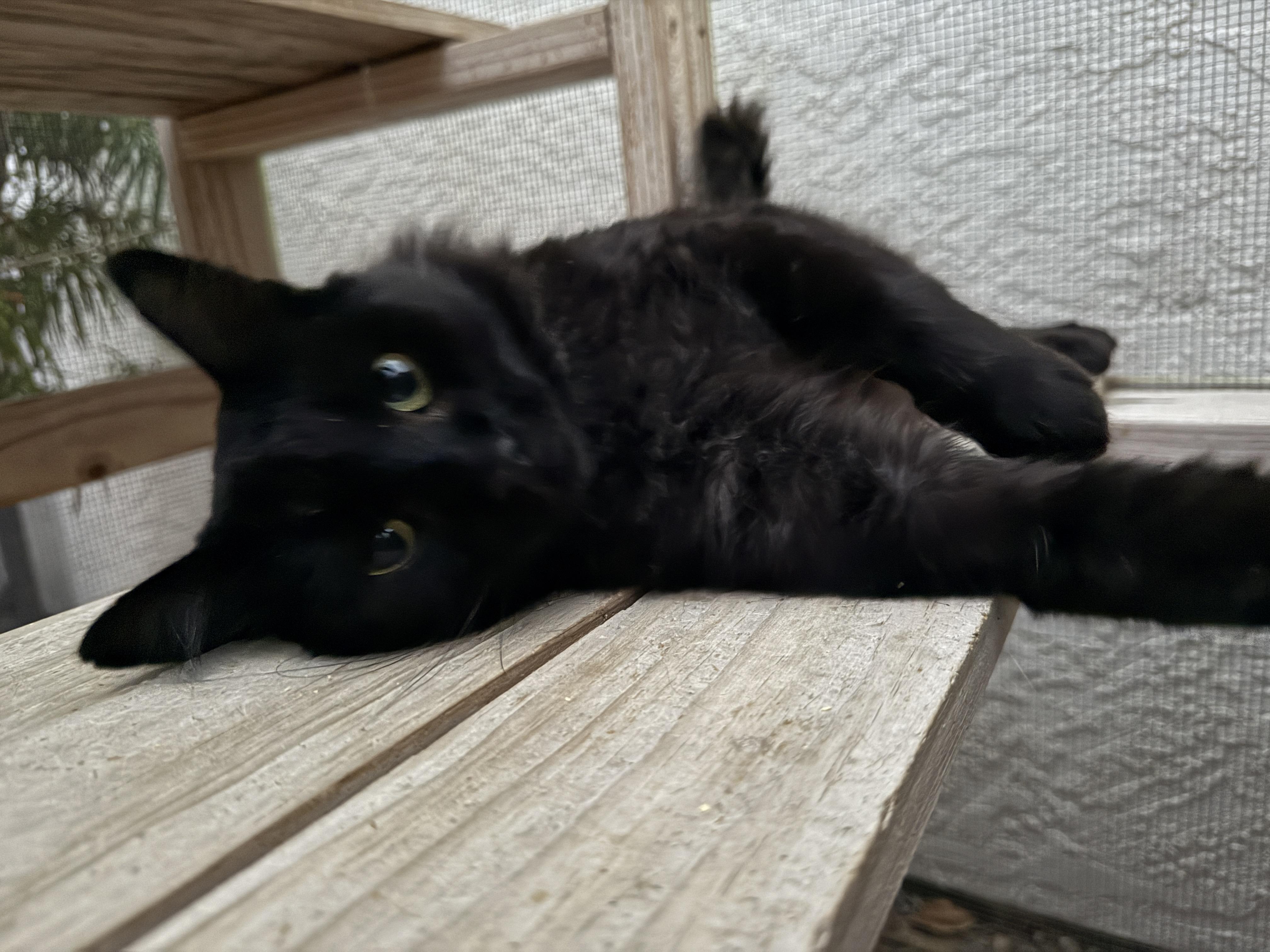Umbra