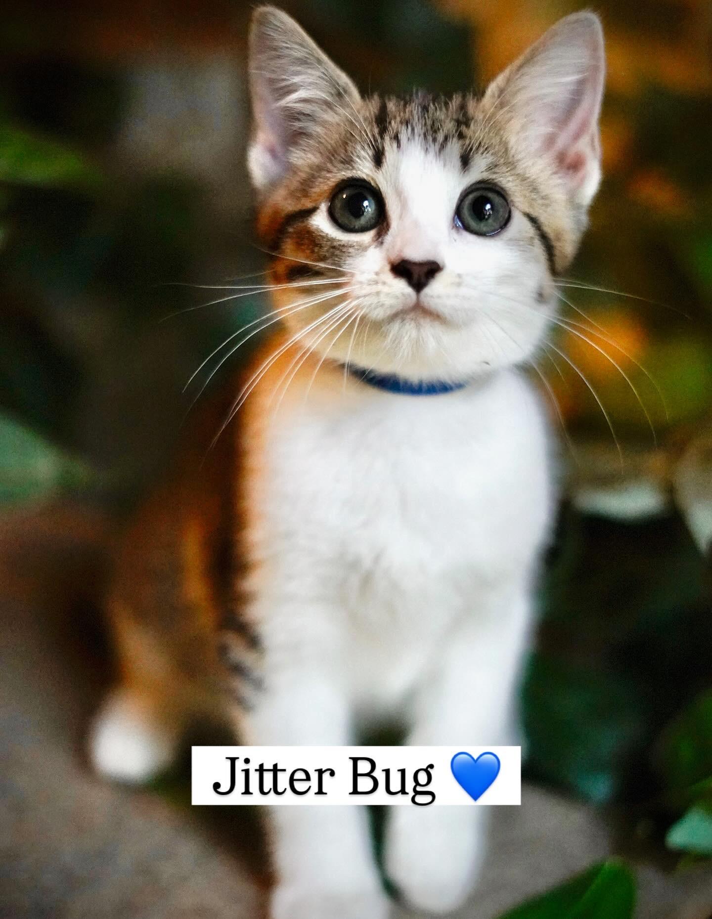 Jitter Bug, Baby Male Domestic Short Hair