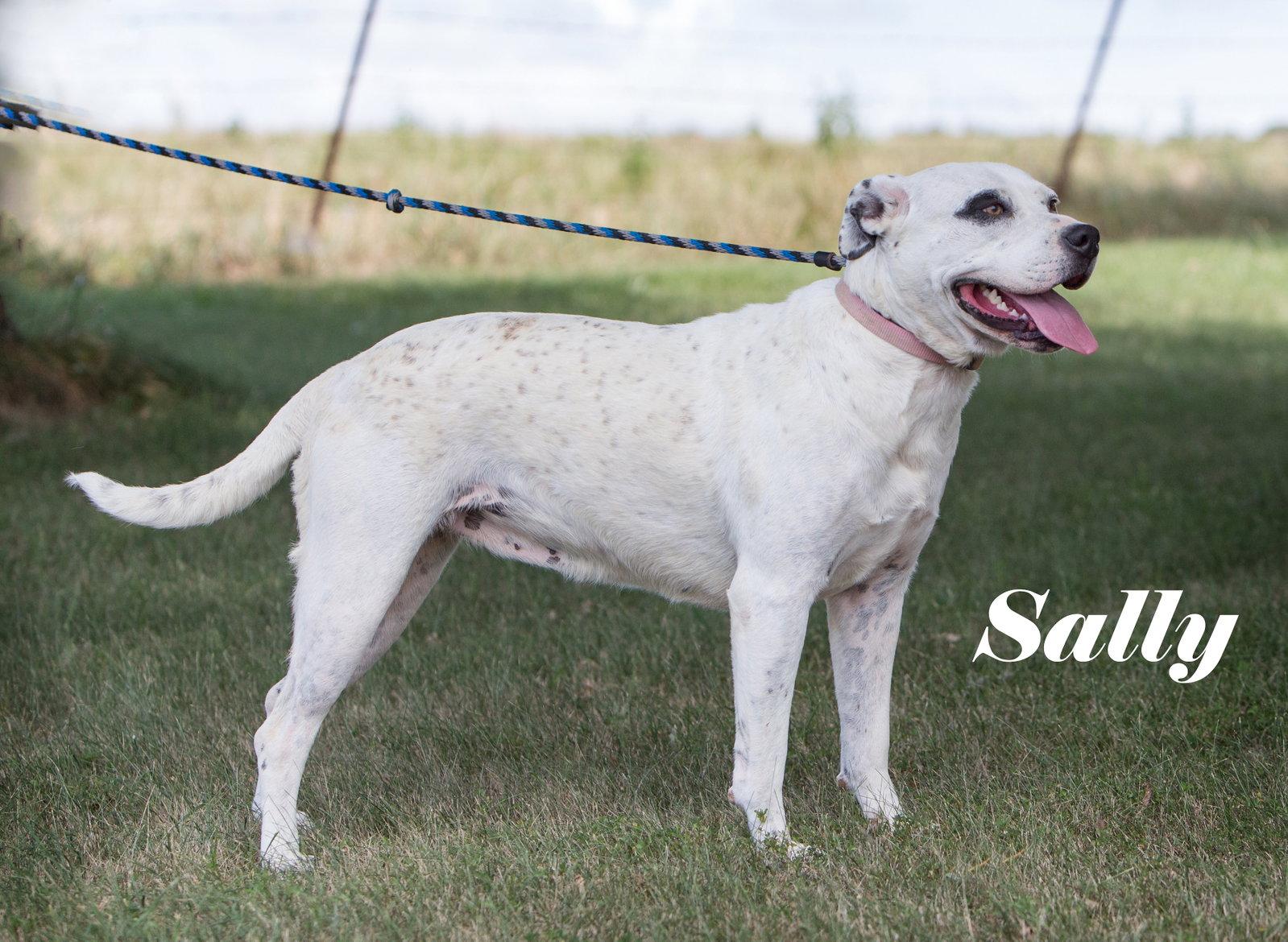 Sally, Adoptable, Adult Female American Bulldog.
