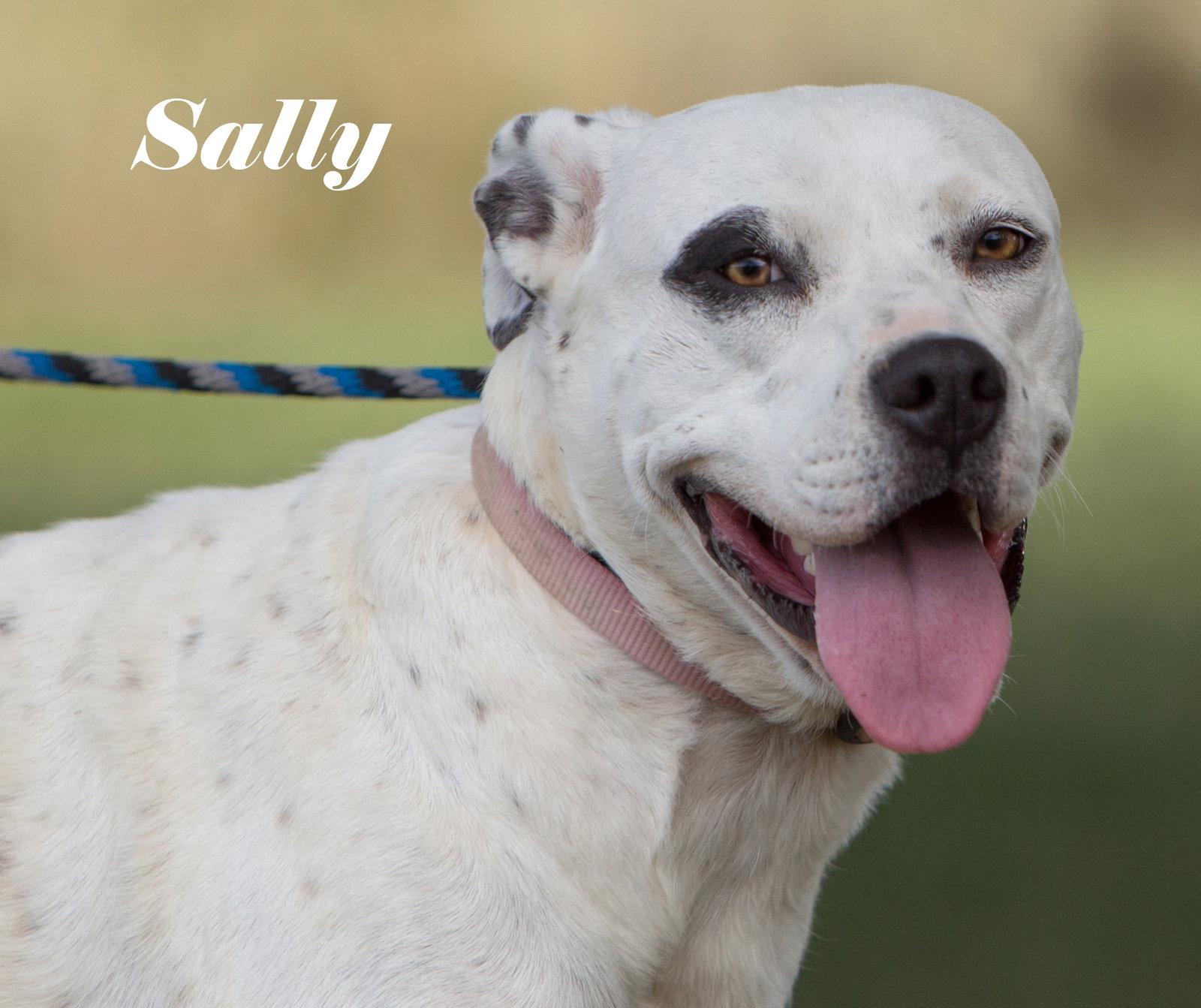 Enlarge Sally, a Adoptable American Bulldog in Stover, MO image 2/3