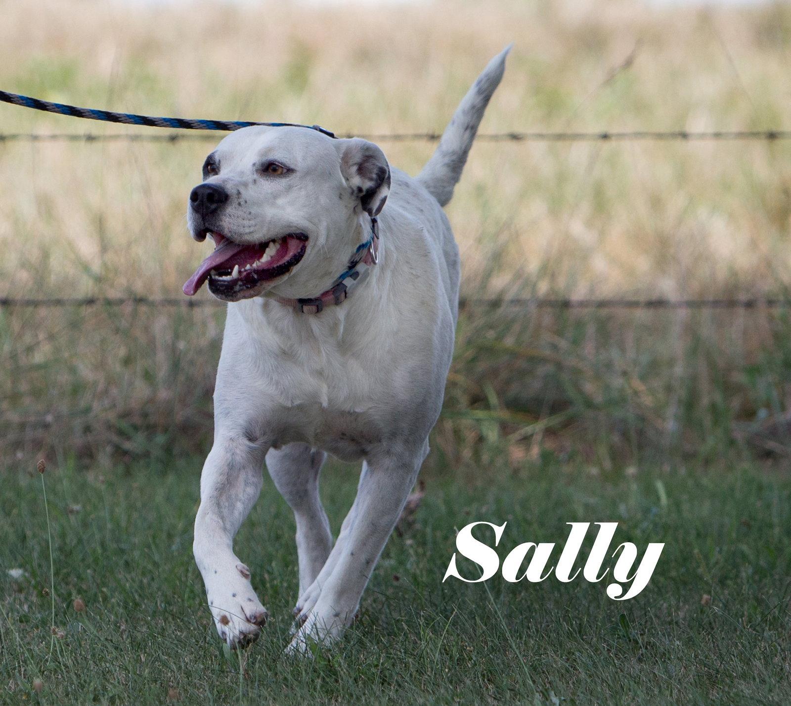 Enlarge Sally, a Adoptable American Bulldog in Stover, MO image 3/3