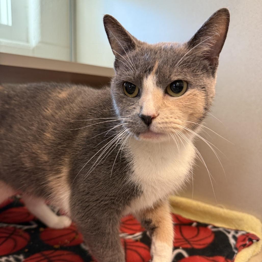Marteeny, Adoptable, Adult Female Domestic Short Hair.