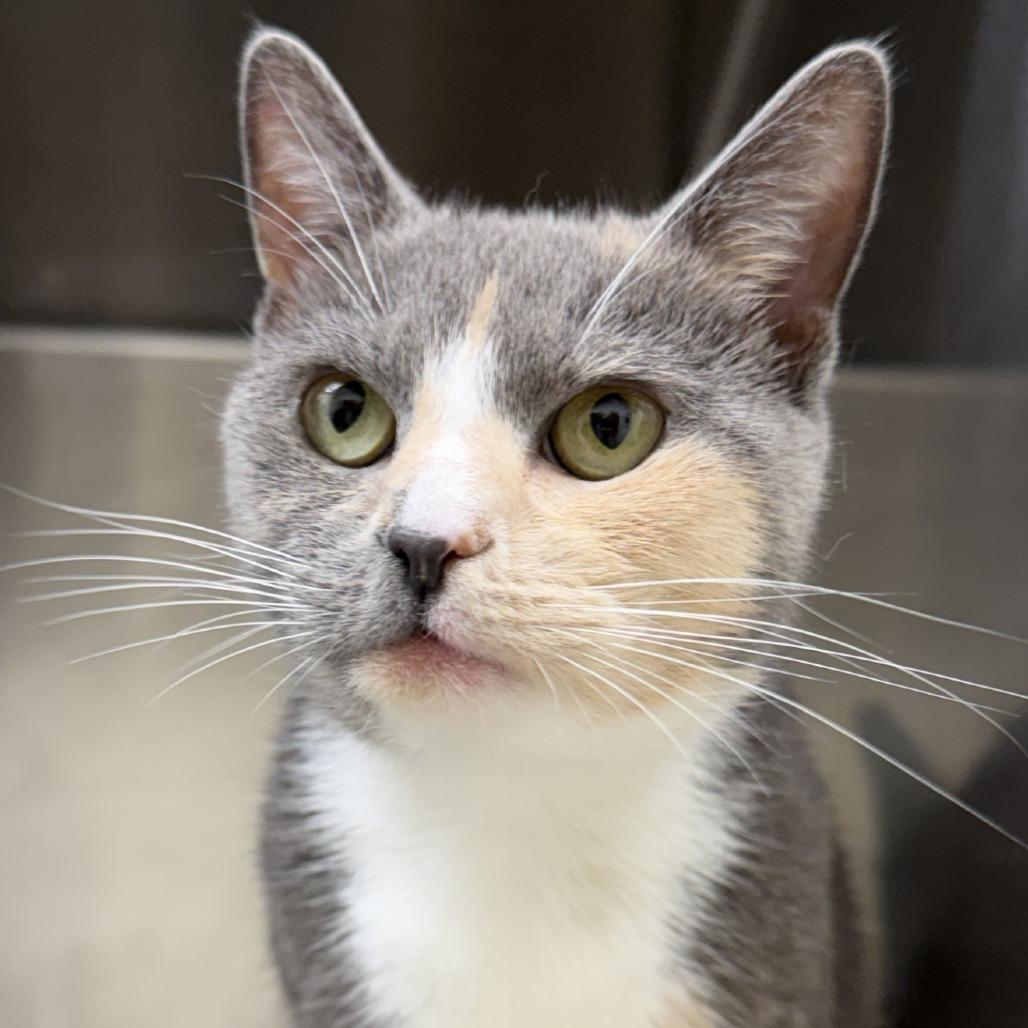 Enlarge Marteeny, a Adoptable Domestic Short Hair in Gloucester, VA image 2/3