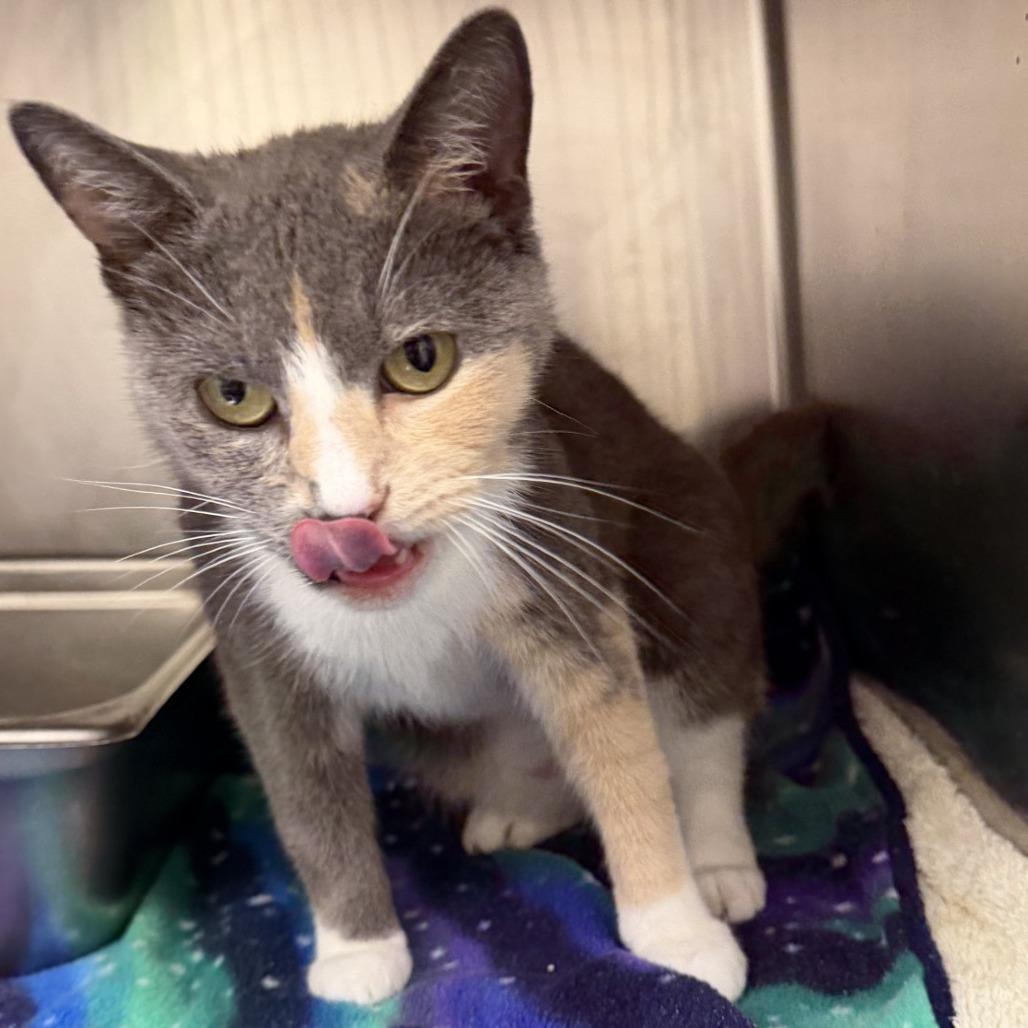 Enlarge Marteeny, a Adoptable Domestic Short Hair in Gloucester, VA image 3/3