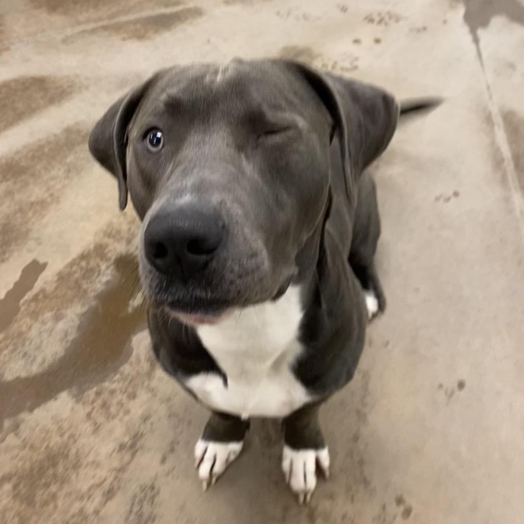 Rocky, Adoptable, Young Male Mixed Breed.