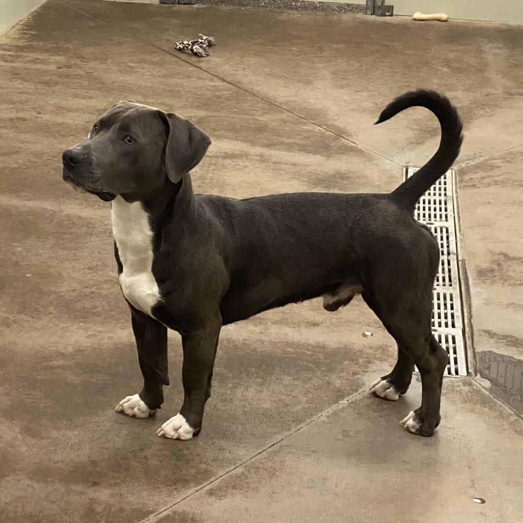 Enlarge Rocky, a Adoptable Mixed Breed in Spokane, WA image 2/6