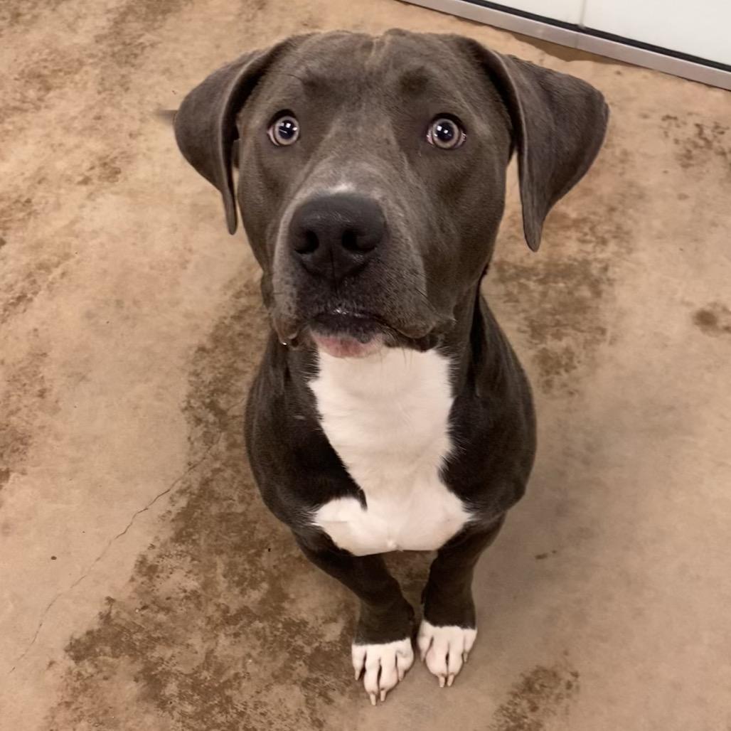 Enlarge Rocky, a Adoptable Mixed Breed in Spokane, WA image 3/6