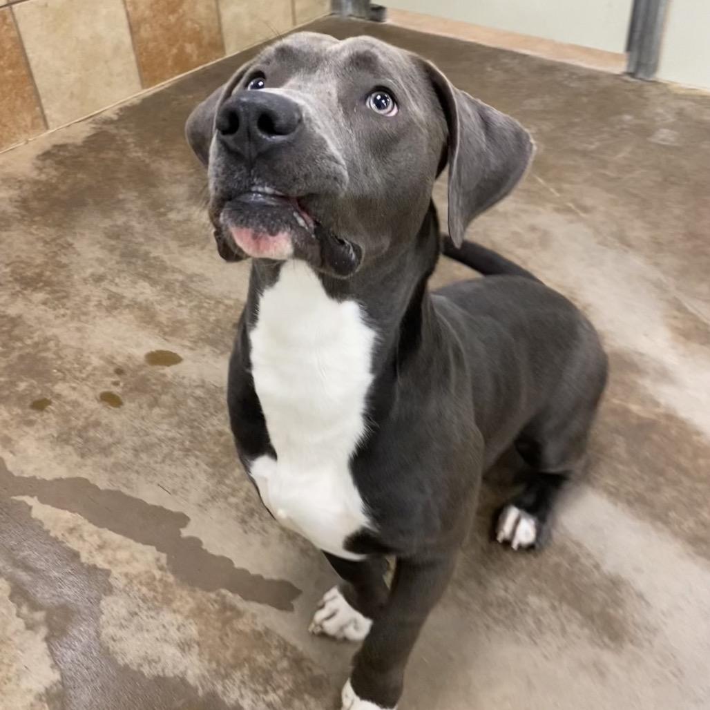 Enlarge Rocky, a Adoptable Mixed Breed in Spokane, WA image 4/6