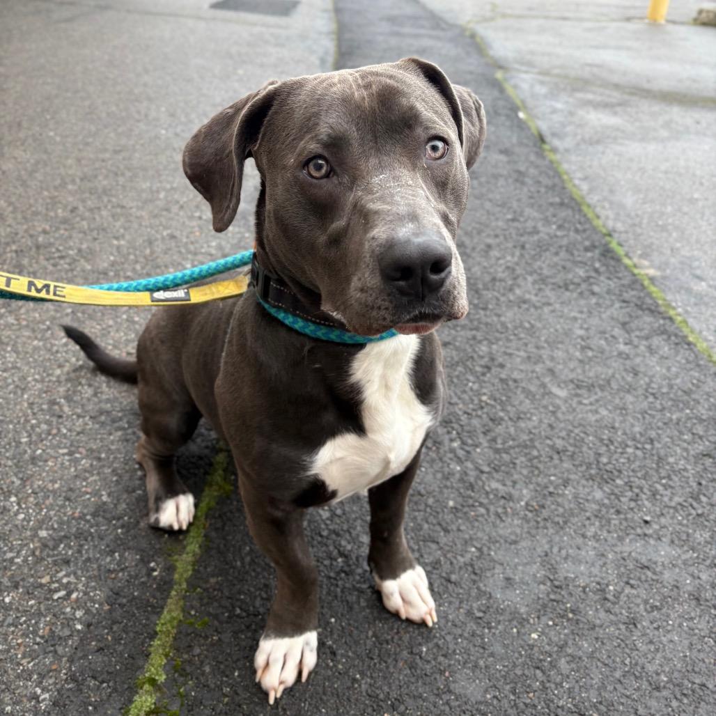 Enlarge Rocky, a Adoptable Mixed Breed in Spokane, WA image 5/6