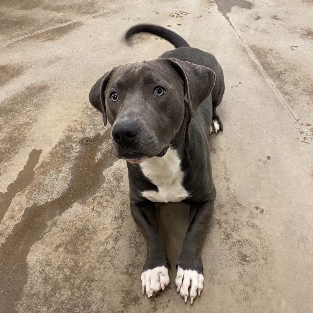 Enlarge Rocky, a Adoptable Mixed Breed in Spokane, WA image 6/6
