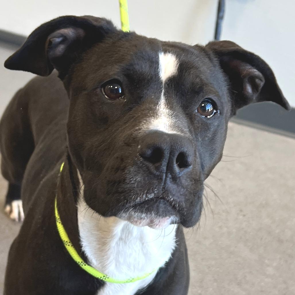 Thora, a Adoptable Mixed Breed in Las Cruces, NM image 1/6