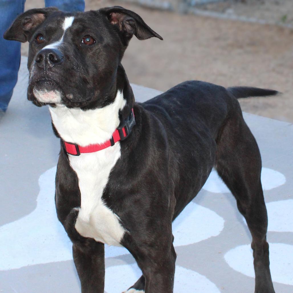 Thora, a Adoptable Mixed Breed in Las Cruces, NM image 3/6