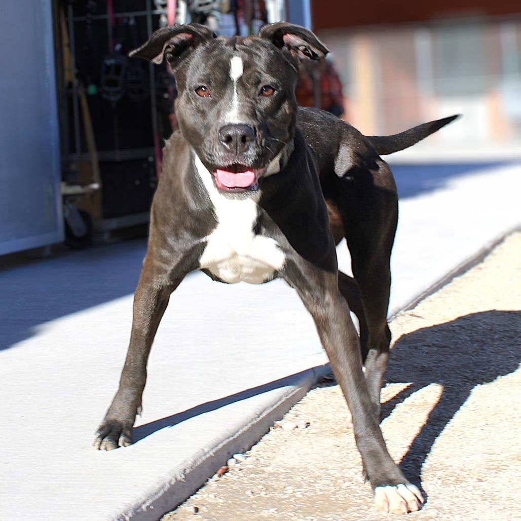 Thora, a Adoptable Mixed Breed in Las Cruces, NM image 4/6