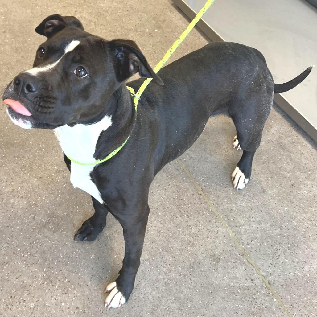 Thora, a Adoptable Mixed Breed in Las Cruces, NM image 5/6