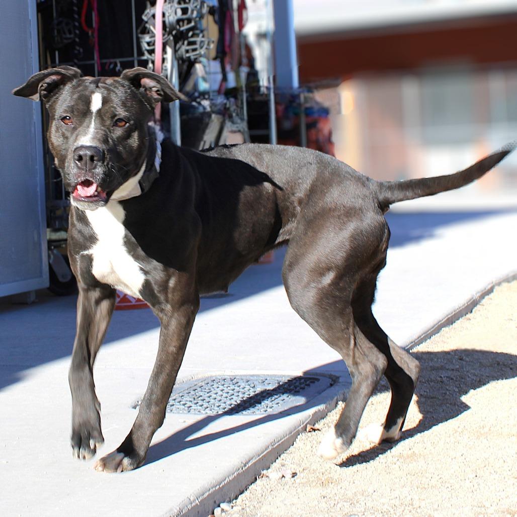 Thora, a Adoptable Mixed Breed in Las Cruces, NM image 6/6