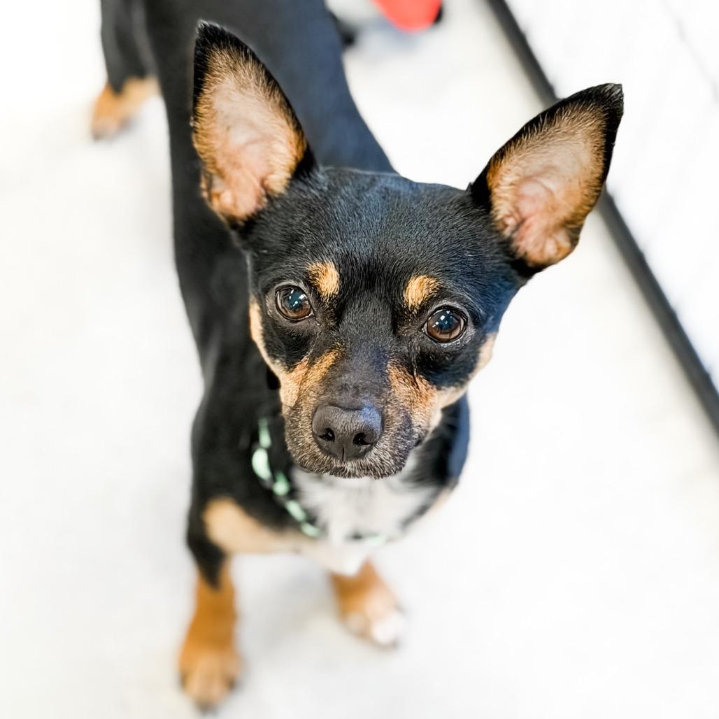 Enlarge Bub-Bubs, a Adoptable Chihuahua in Greensboro, GA image 1/6