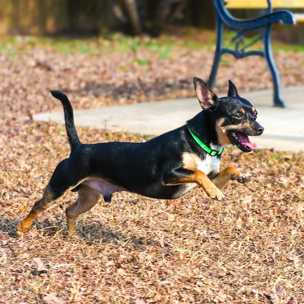 Enlarge Bub-Bubs, a Adoptable Chihuahua in Greensboro, GA image 3/6