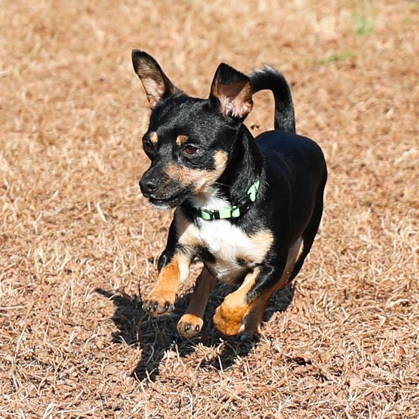 Enlarge Bub-Bubs, a Adoptable Chihuahua in Greensboro, GA image 4/6
