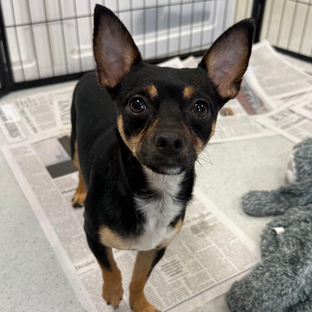 Enlarge Bub-Bubs, a Adoptable Chihuahua in Greensboro, GA image 5/6
