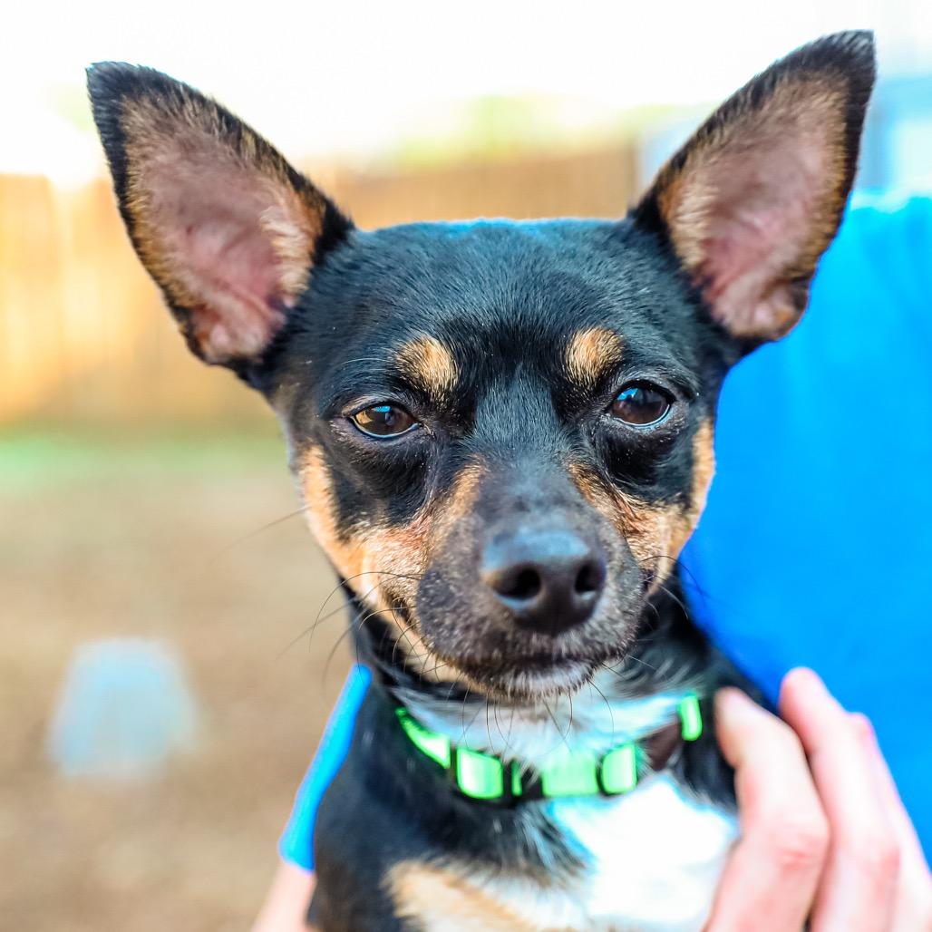 Enlarge Bub-Bubs, a Adoptable Chihuahua in Greensboro, GA image 6/6