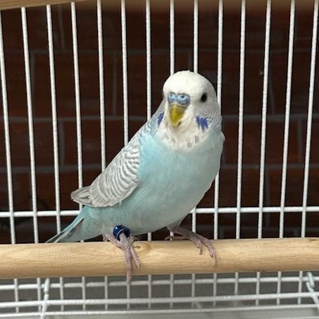 Stevie, adopted, Adult Male Parakeet (Other).