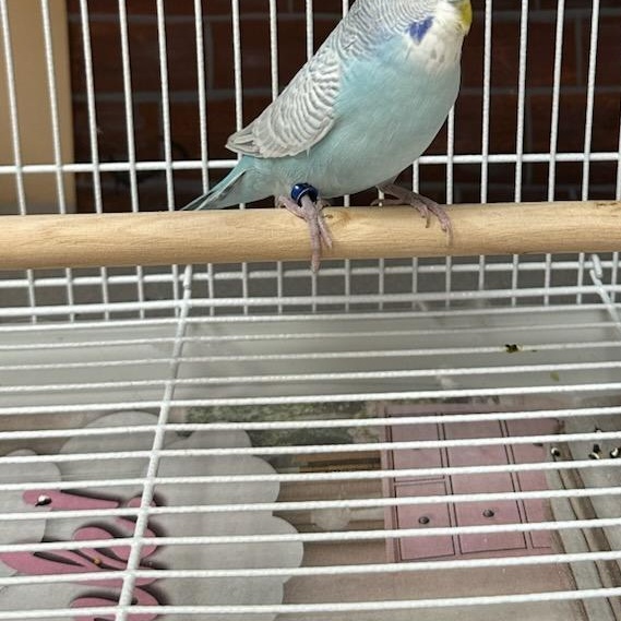 Stevie, an adopted Parakeet (Other) in Warwick, RI image 3/3
